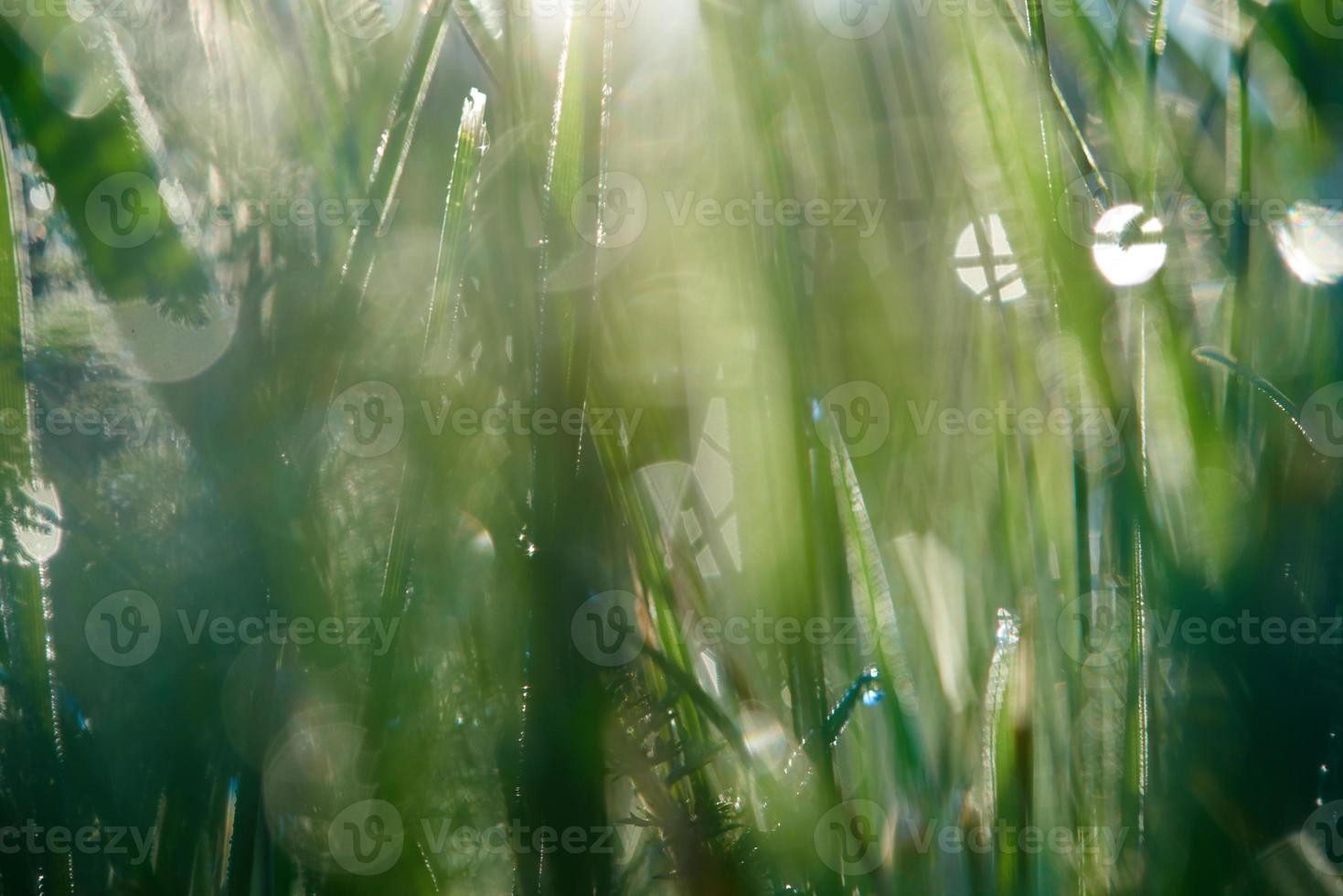 grass with dew drops photo