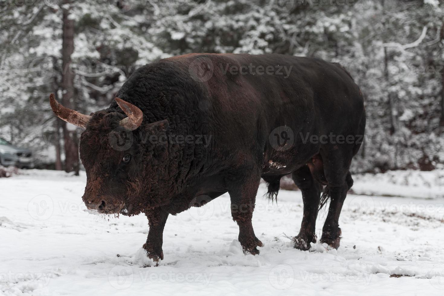 A big black bull in the snow training to fight in the arena. Bullfighting concept. Selective focus photo