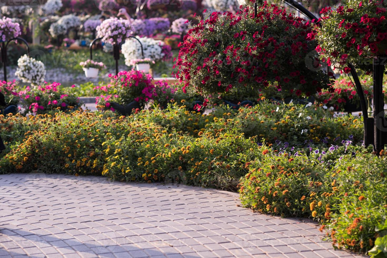 Dubai miracle garden photo