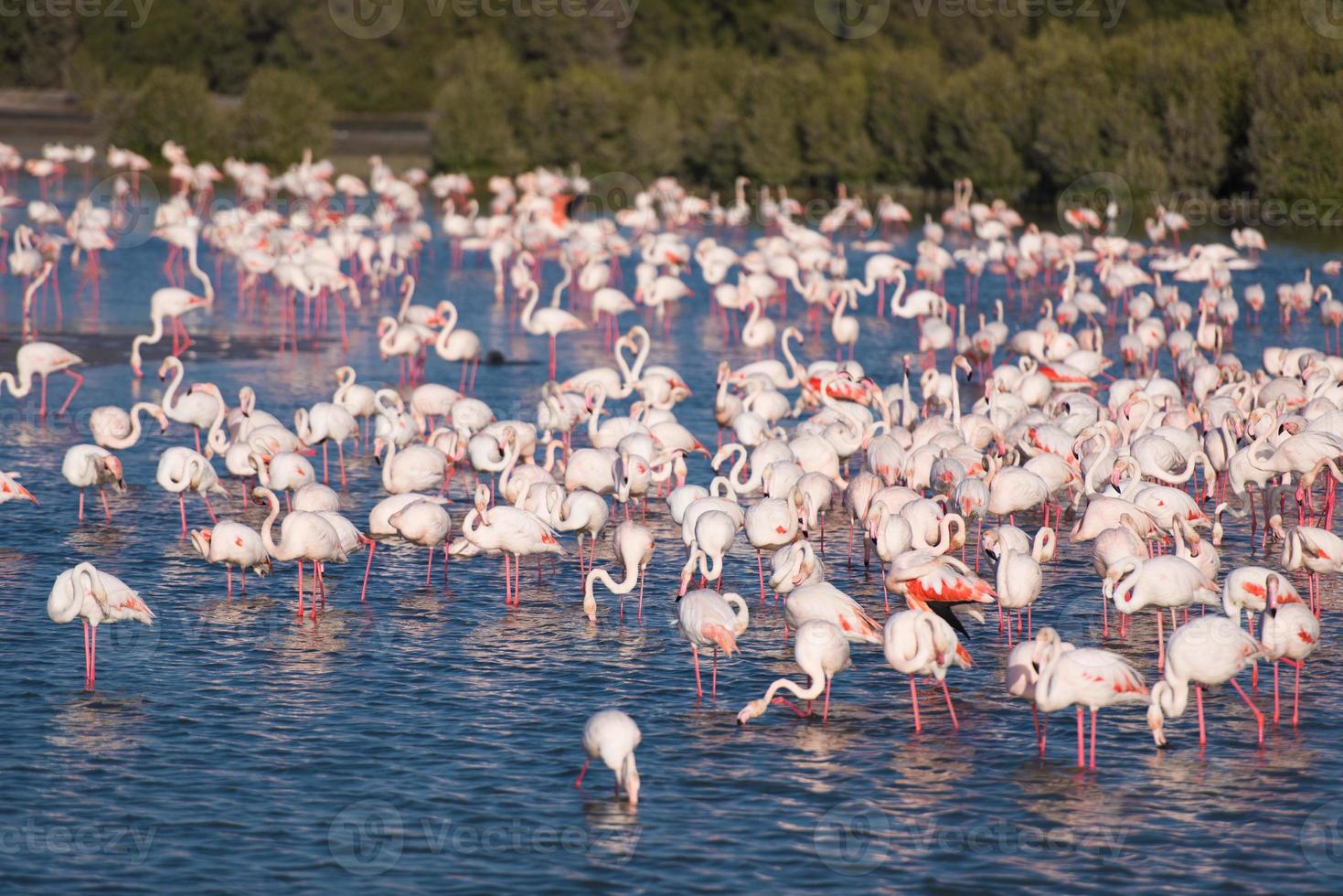 Flock of adorable pink flamingos photo