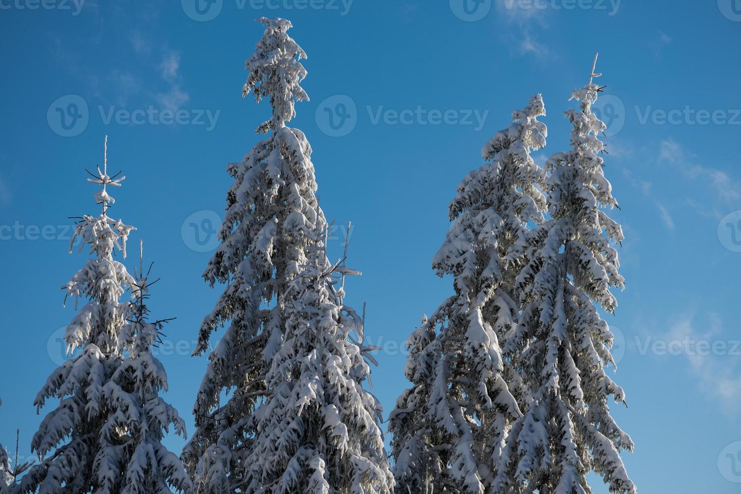 pine tree forest background covered with fresh snow photo