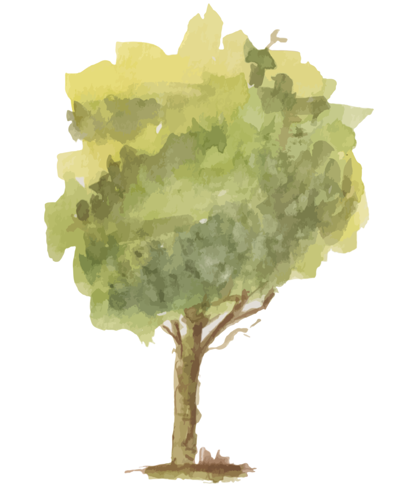 tree watercolor illustration png