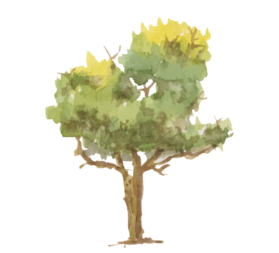 tree watercolor illustration png