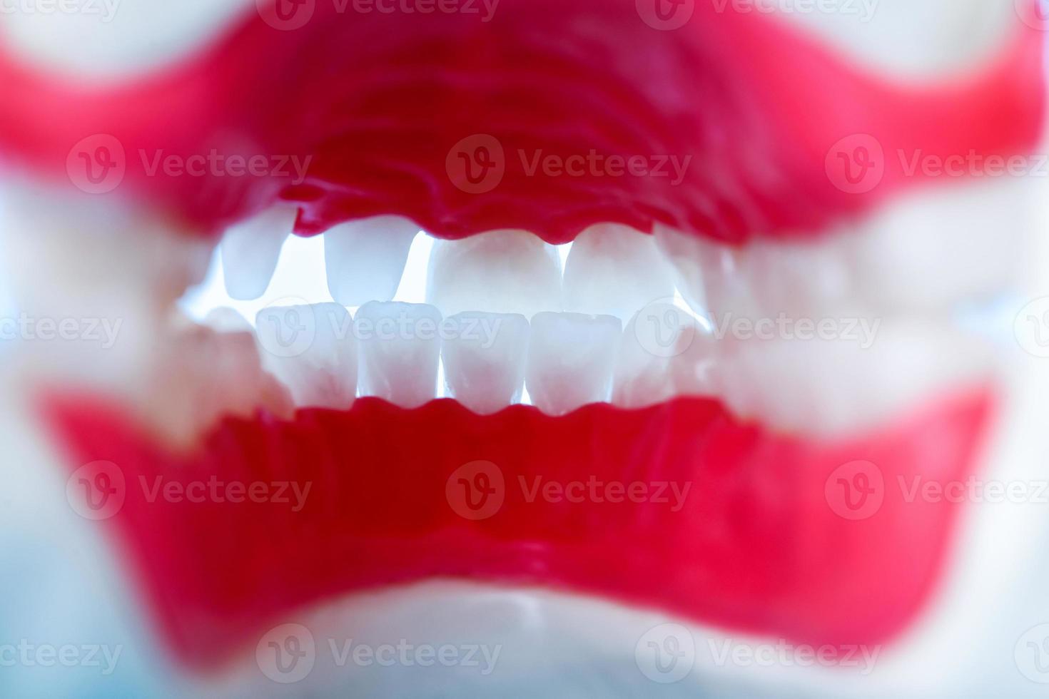 vista interior de la mandíbula humana con modelo de anatomía de dientes y encías foto