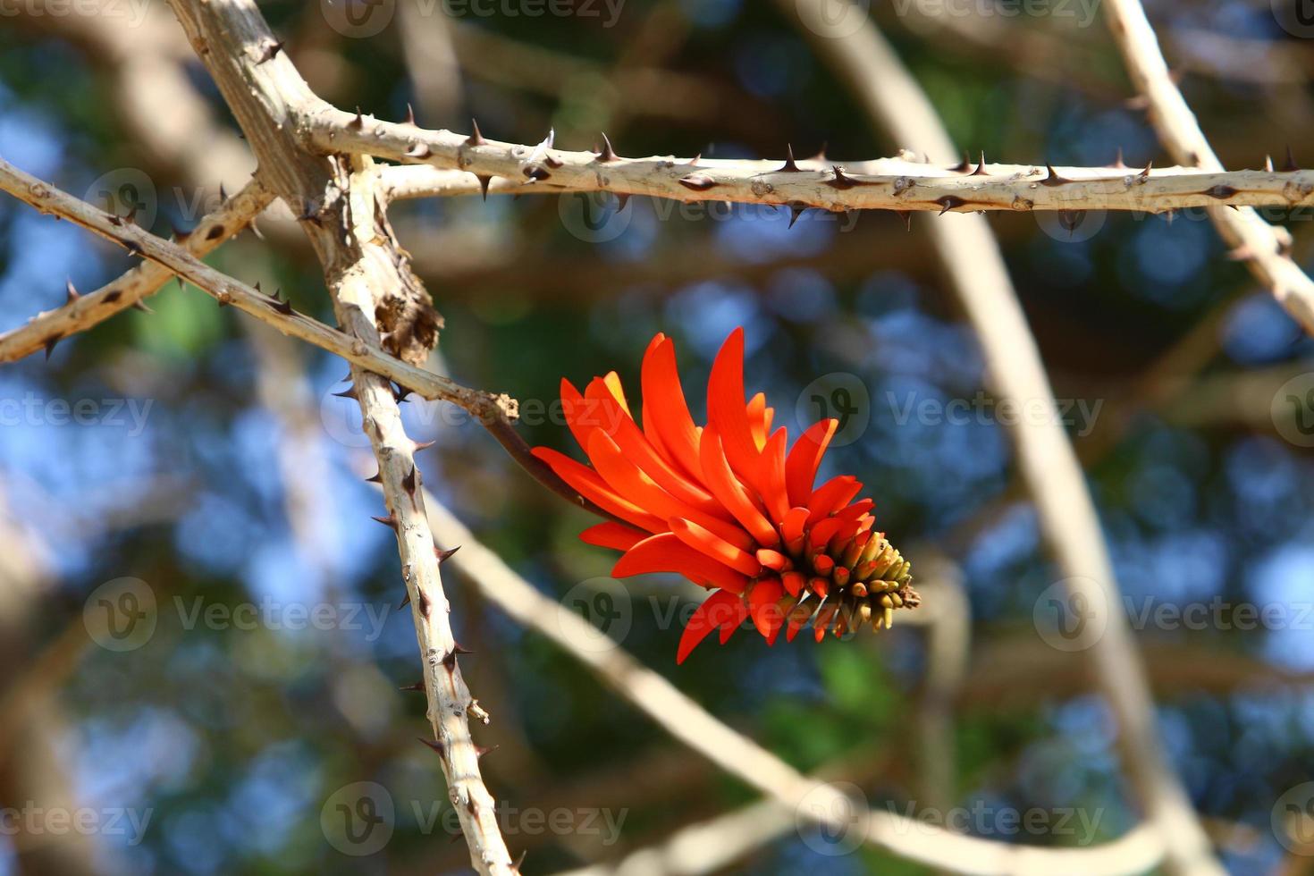 Summer flowers in a city park in Israel. photo