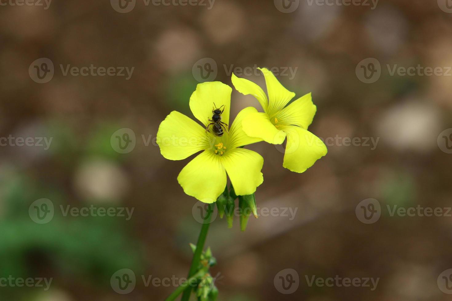 flores de verano en un parque de la ciudad de israel. foto