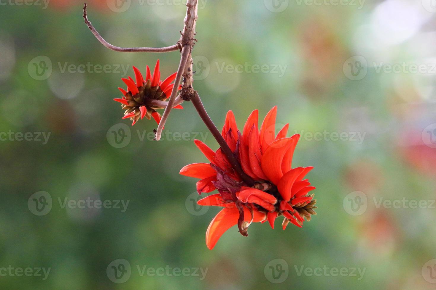 Summer flowers in a city park in Israel. photo