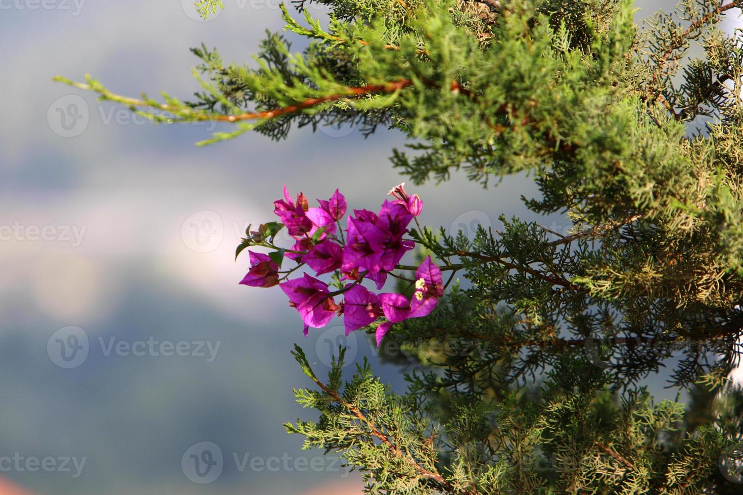 flores de verano en un parque de la ciudad de israel. foto