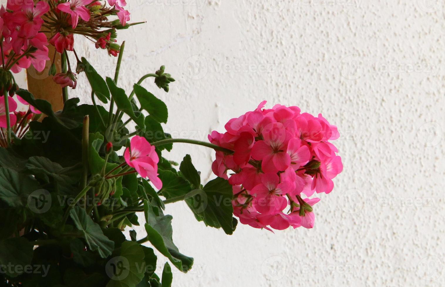 Summer flowers in a city park in Israel. photo