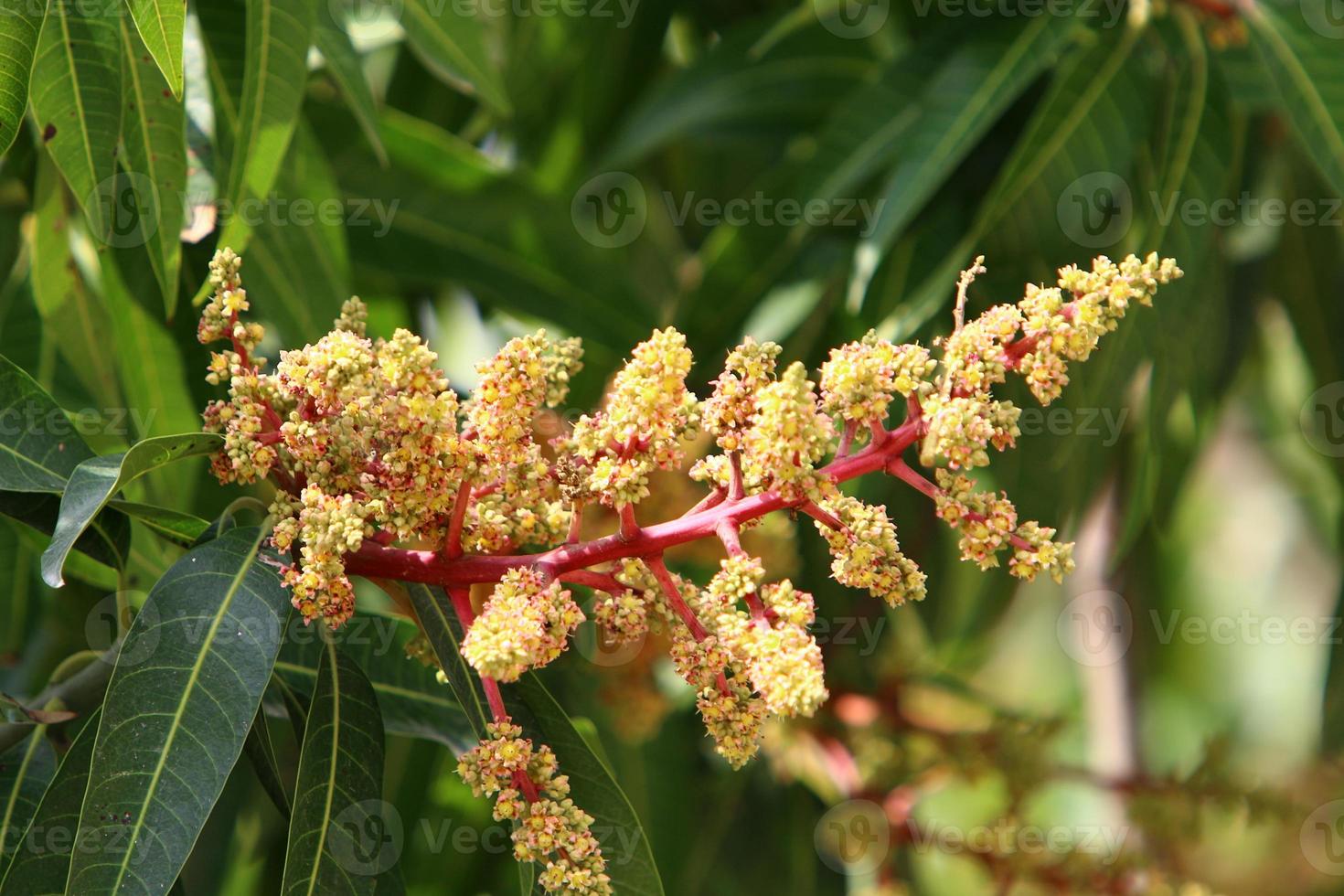 Summer flowers in a city park in Israel. photo