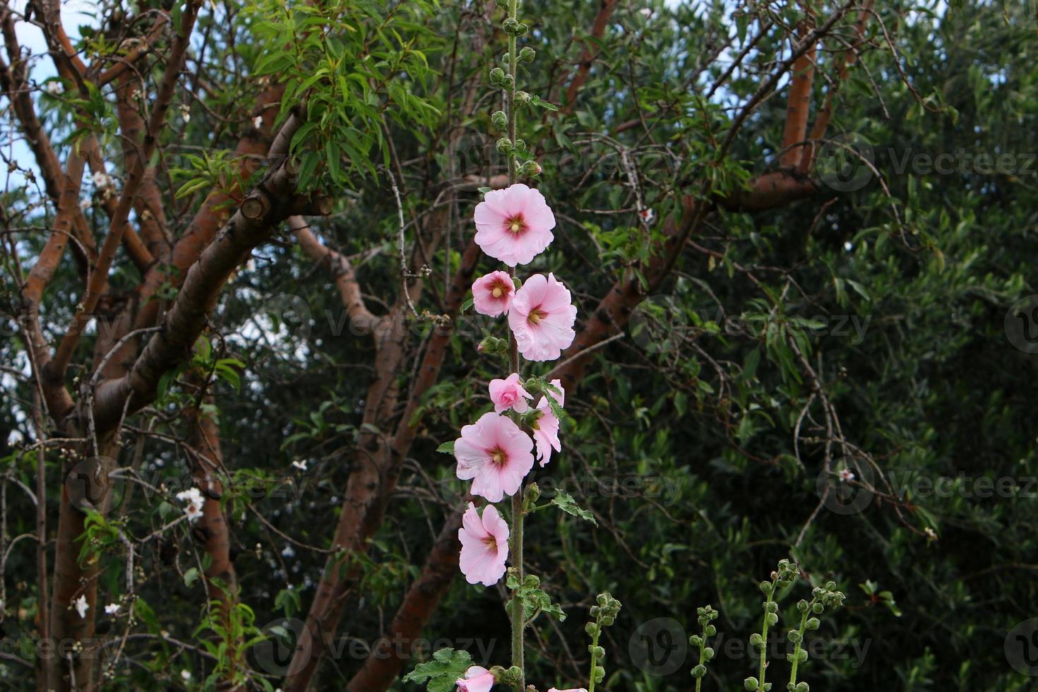 Summer flowers in a city park in Israel. photo