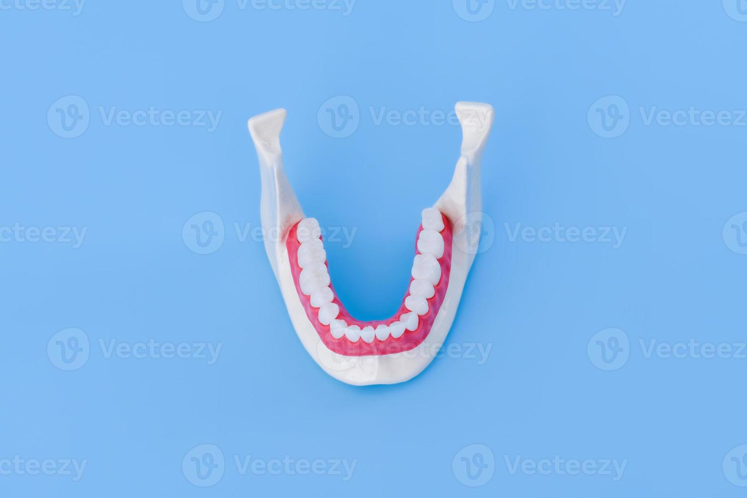 Lower human jaw with teeth and gums anatomy model photo