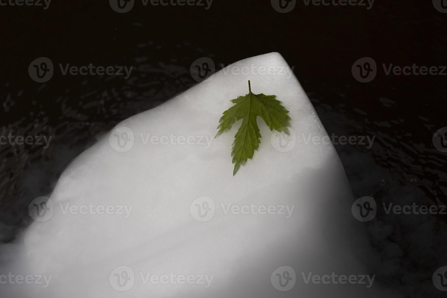 Green leaf on a white ice floe. Leaf and dry ice. photo
