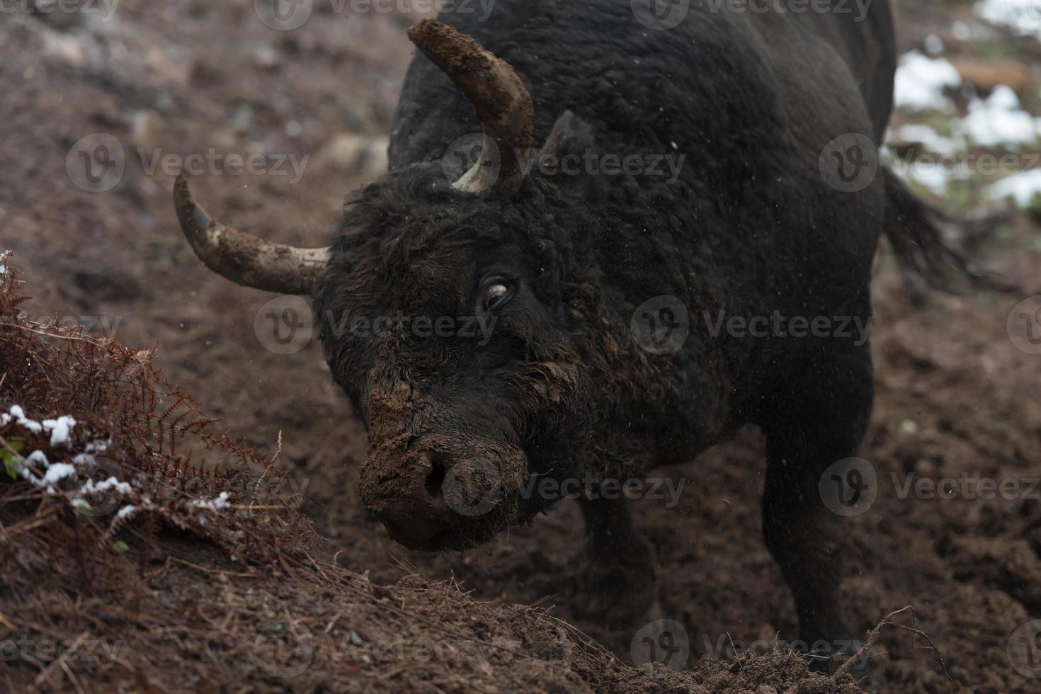 A big black bull stabs its horns into the snowy ground and trains to fight in the arena. The concept of bullfighting. Selective focus photo