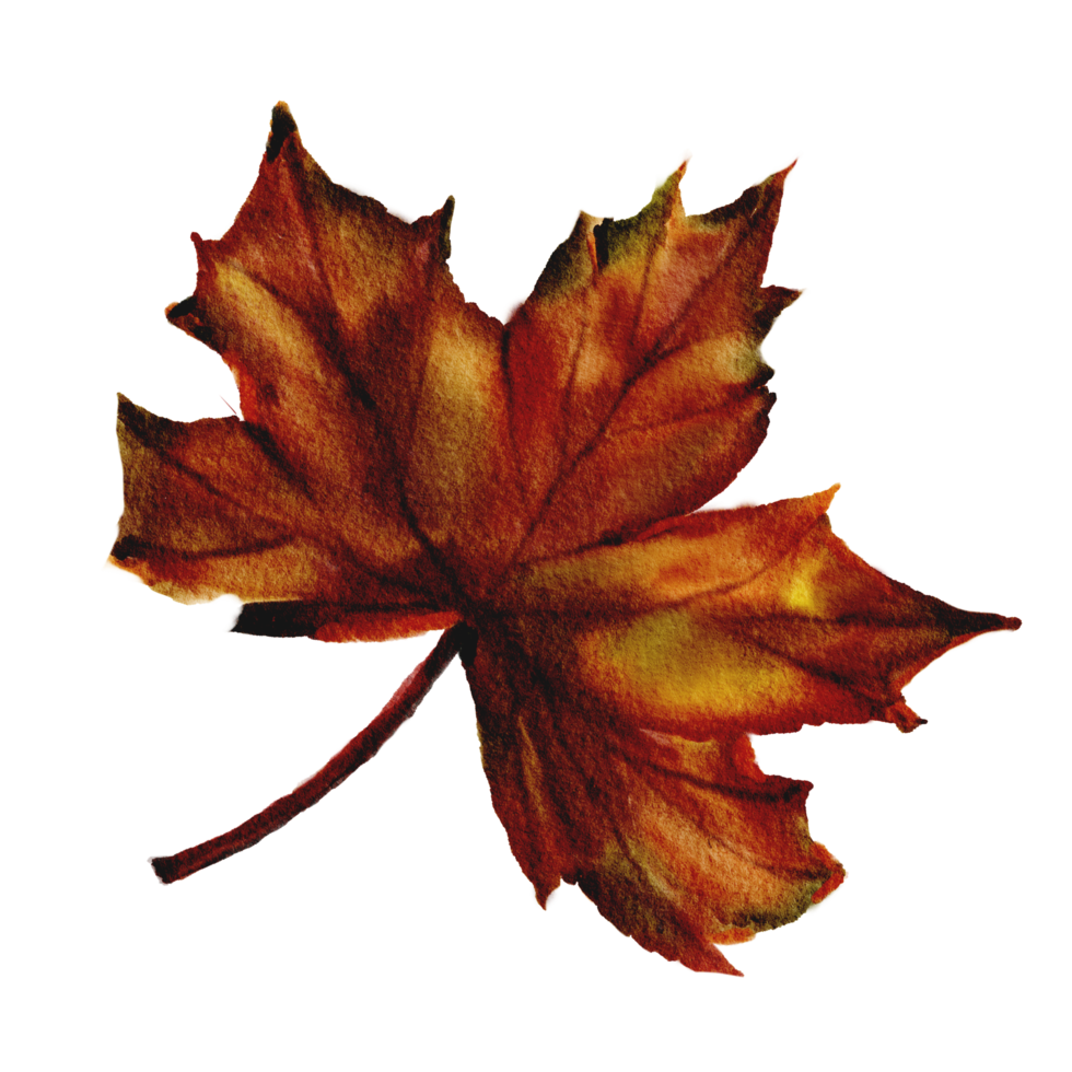 free-red-maple-leaf-multicolored-fallen-autumn-leaves-11318892-png