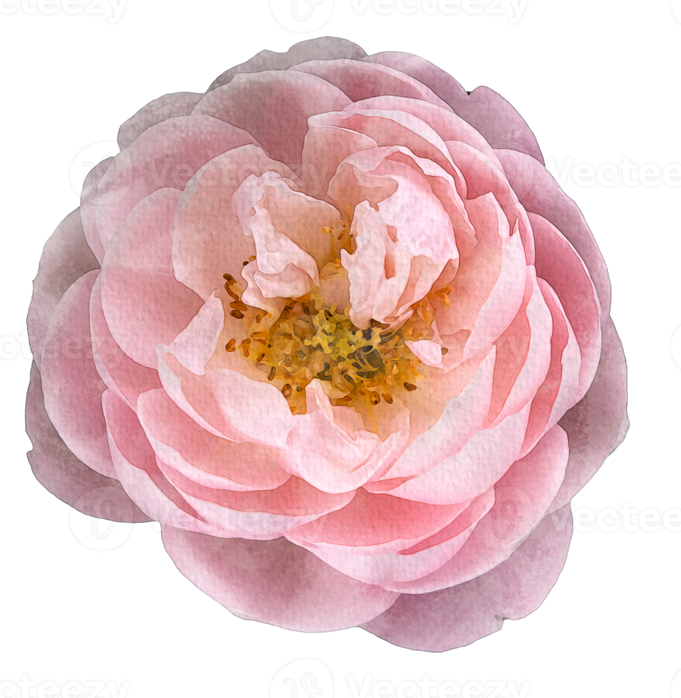 waterverf bloemen roze rozen png