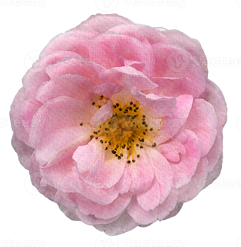 vattenfärg blommor rosa ro png