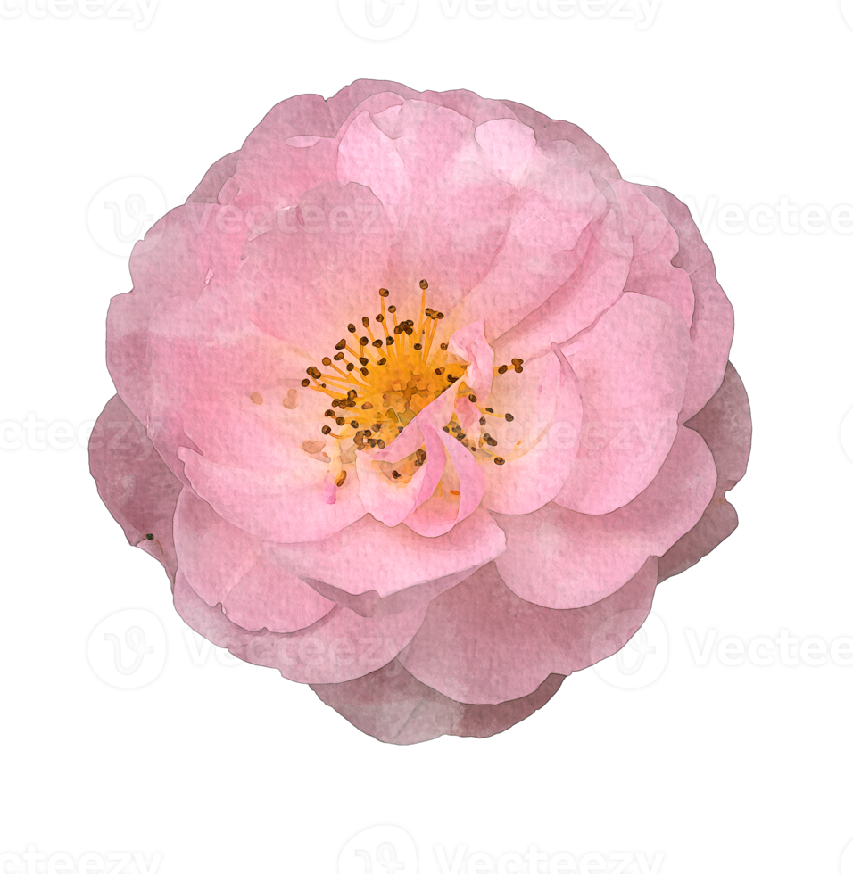 vattenfärg blommor rosa ro png