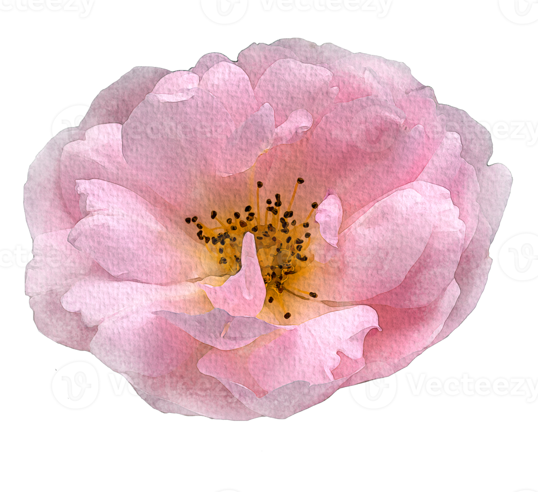 Aquarellblumen rosa Rosen png