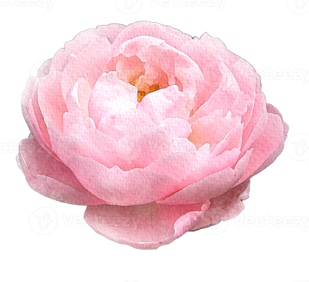 Watercolor flowers pink roses png