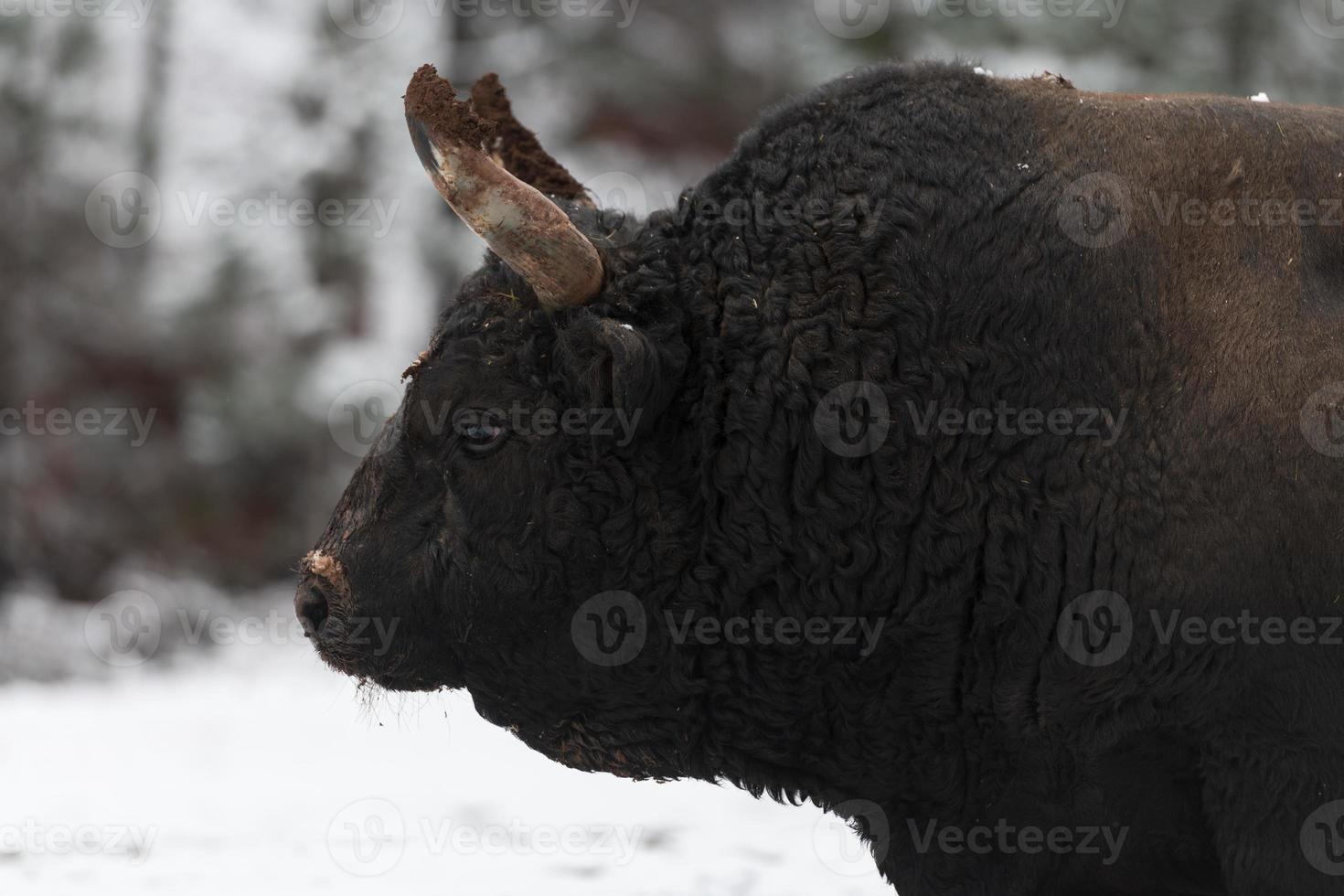 A big black bull in the snow training to fight in the arena. Bullfighting concept. Selective focus photo