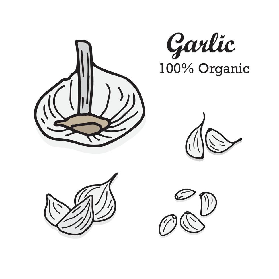 Garlic hand drawn vector illustration set. Flat style Isolated on the white background, vector. Garlic hand drawn set for logo of restaurant , menu, label, icon, etc
