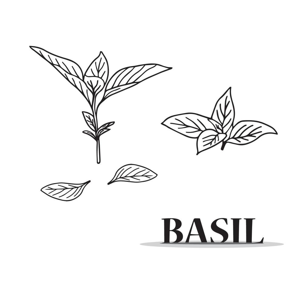 Leaf of basil, sweet basil, culinary or aromatic herb. Hand drawn sketch black and white. Retro style. Vector illustration isolated on white background.