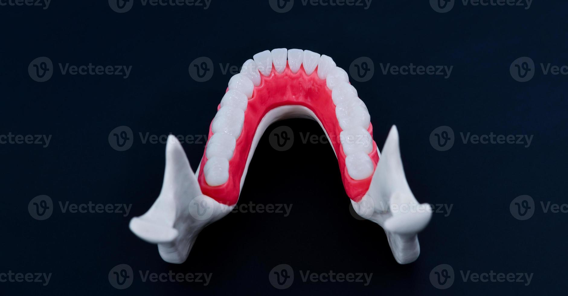Lower human jaw with teeth and gums anatomy model photo