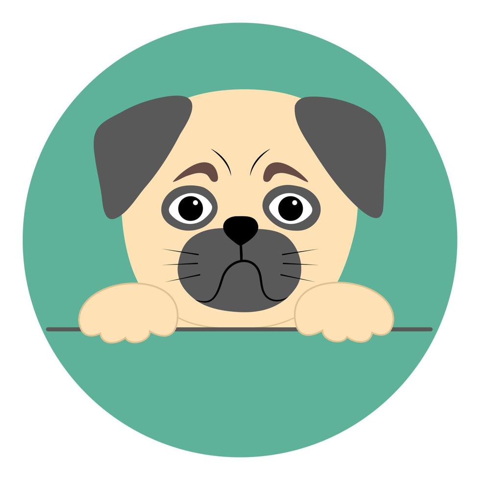 Pug head and paws in a simple flat style. Vector illustration of a pet with a pathetic face on a round turquoise background. Ideal for advertising an animal nursery
