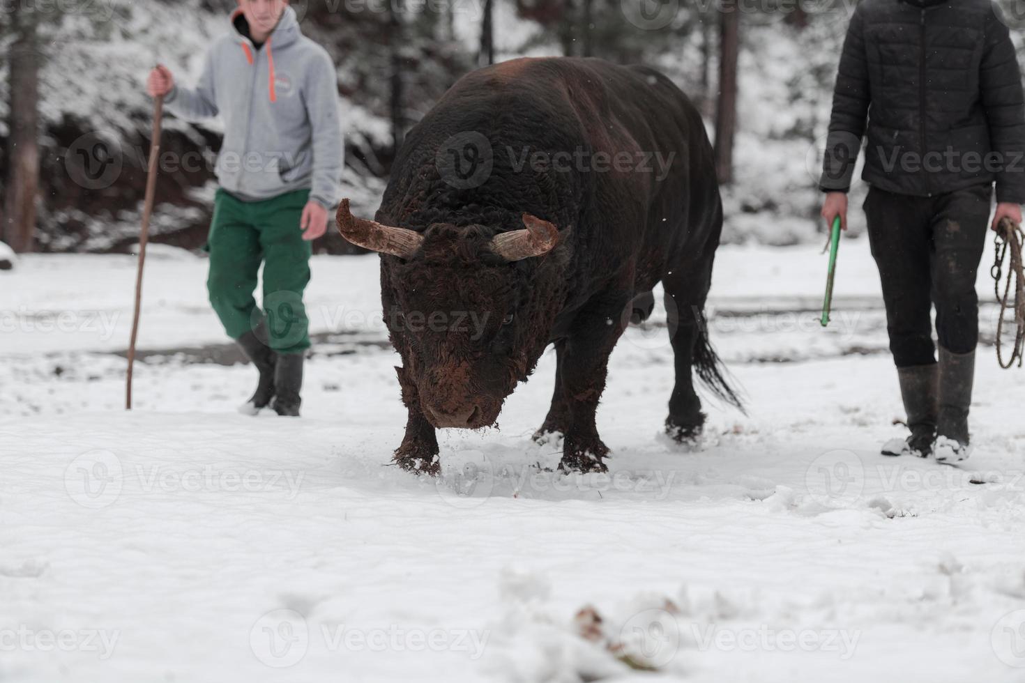 Fighter Bull whispers, A man who training a bull on a snowy winter day in a forest meadow and preparing him for a fight in the arena. Bullfighting concept. photo