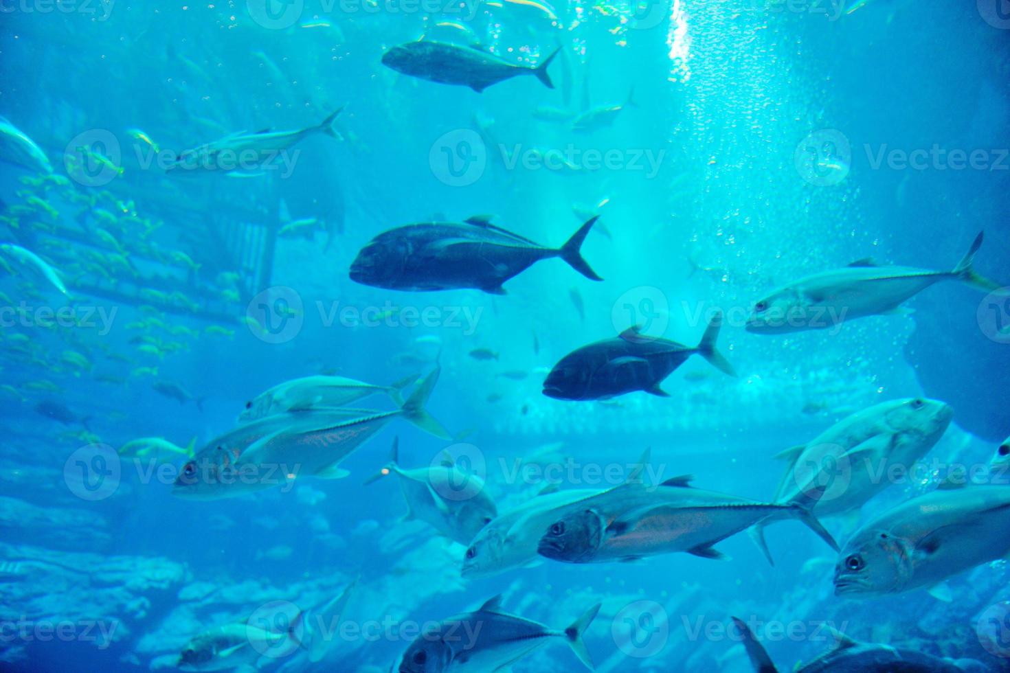 aquarium with fishes and reef photo