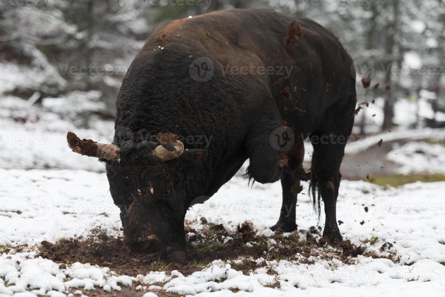 A big black bull stabs its horns into the snowy ground and trains to fight in the arena. The concept of bullfighting. Selective focus photo