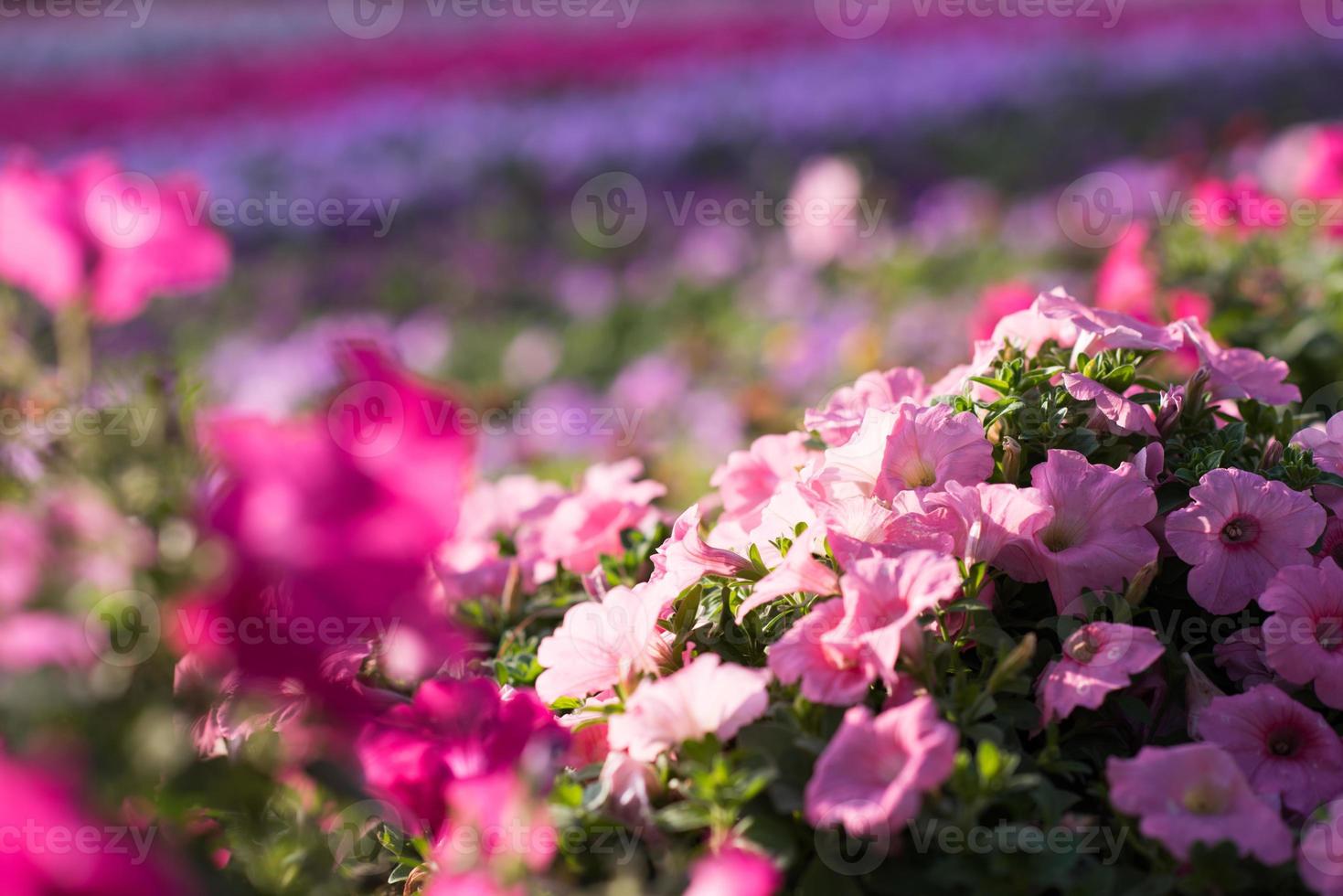 Dubai miracle garden photo