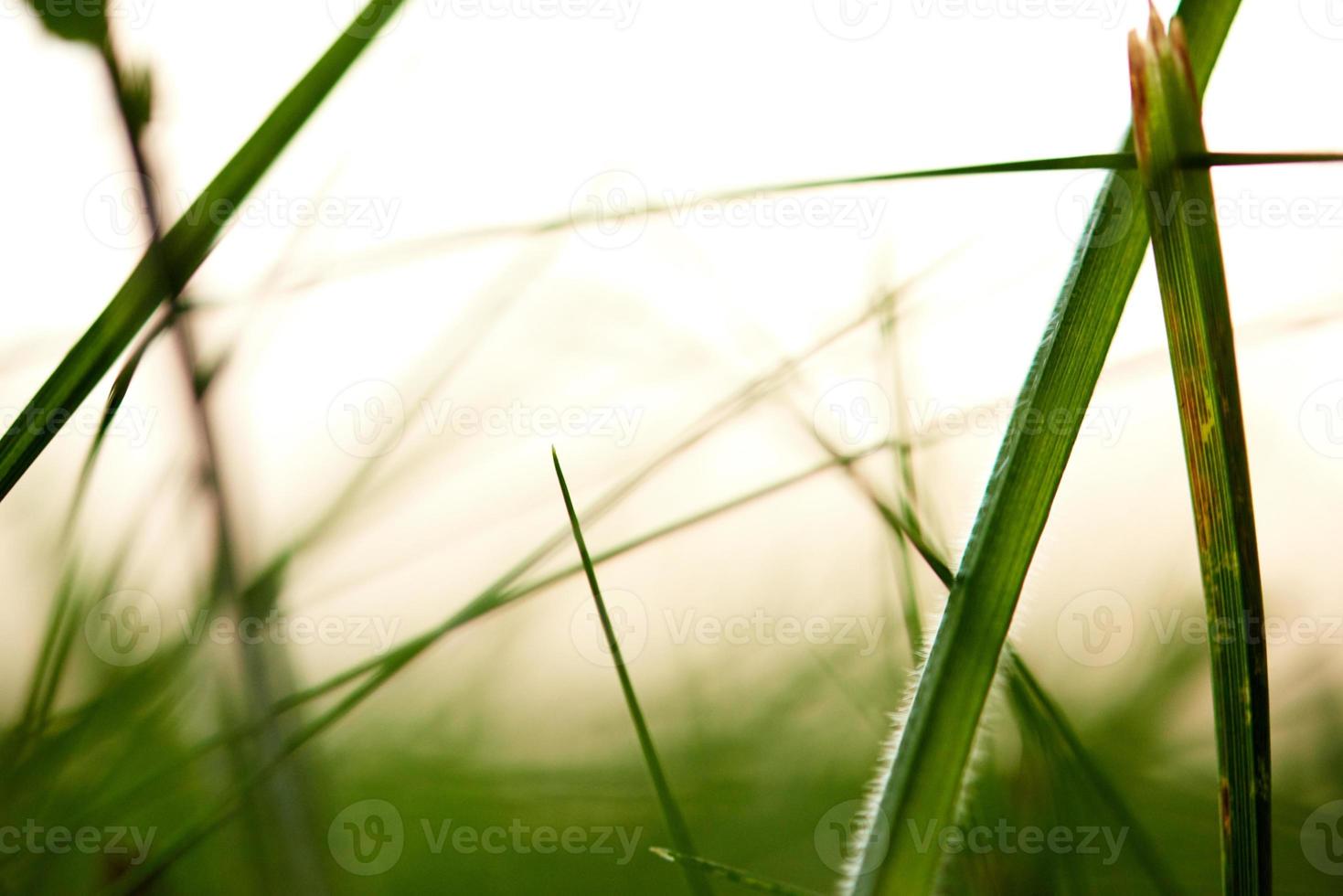 grass with dew drops photo