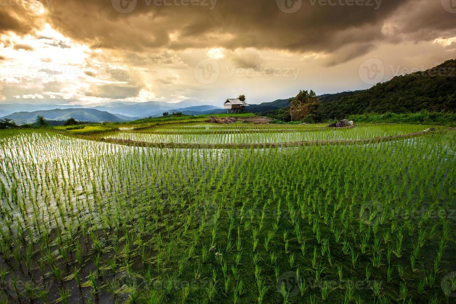 campos de arroz en terrazas de pa pong pieng, mae chaem, chiang mai, tailandia - efecto de color vibrante foto