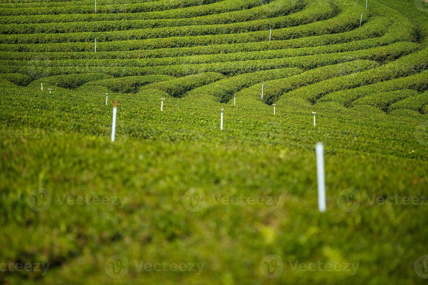 Tea plantation landscape at Chouifong Tea,North of Thailand photo