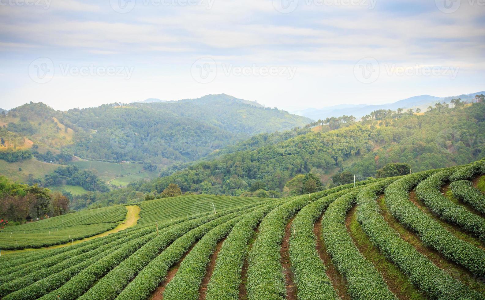 Tea plantation landscape photo