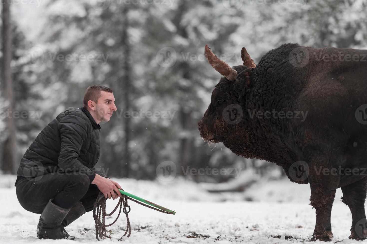 Fighter Bull whispers, A man who training a bull on a snowy winter day in a forest meadow and preparing him for a fight in the arena. Bullfighting concept. photo