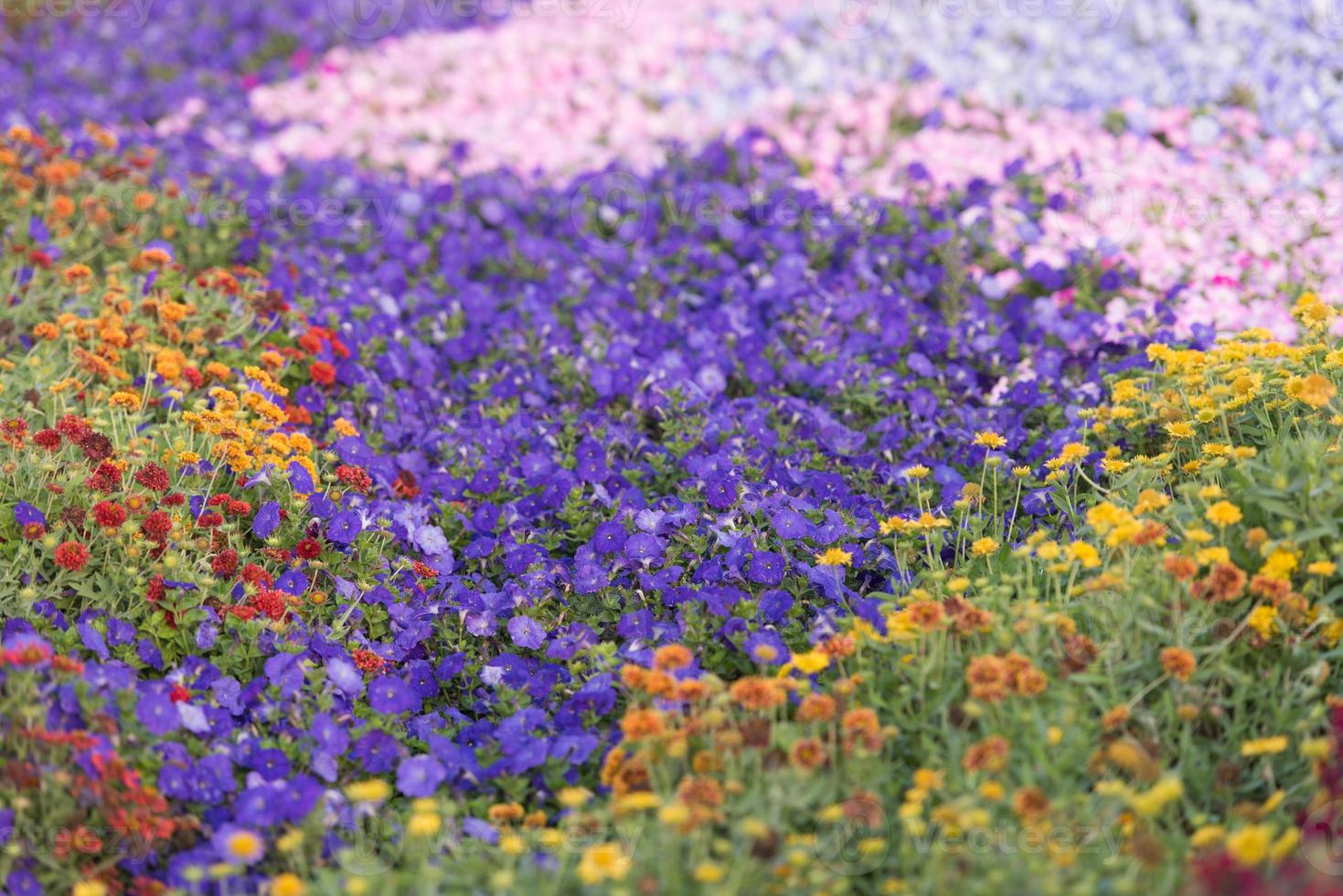 Dubai miracle garden photo