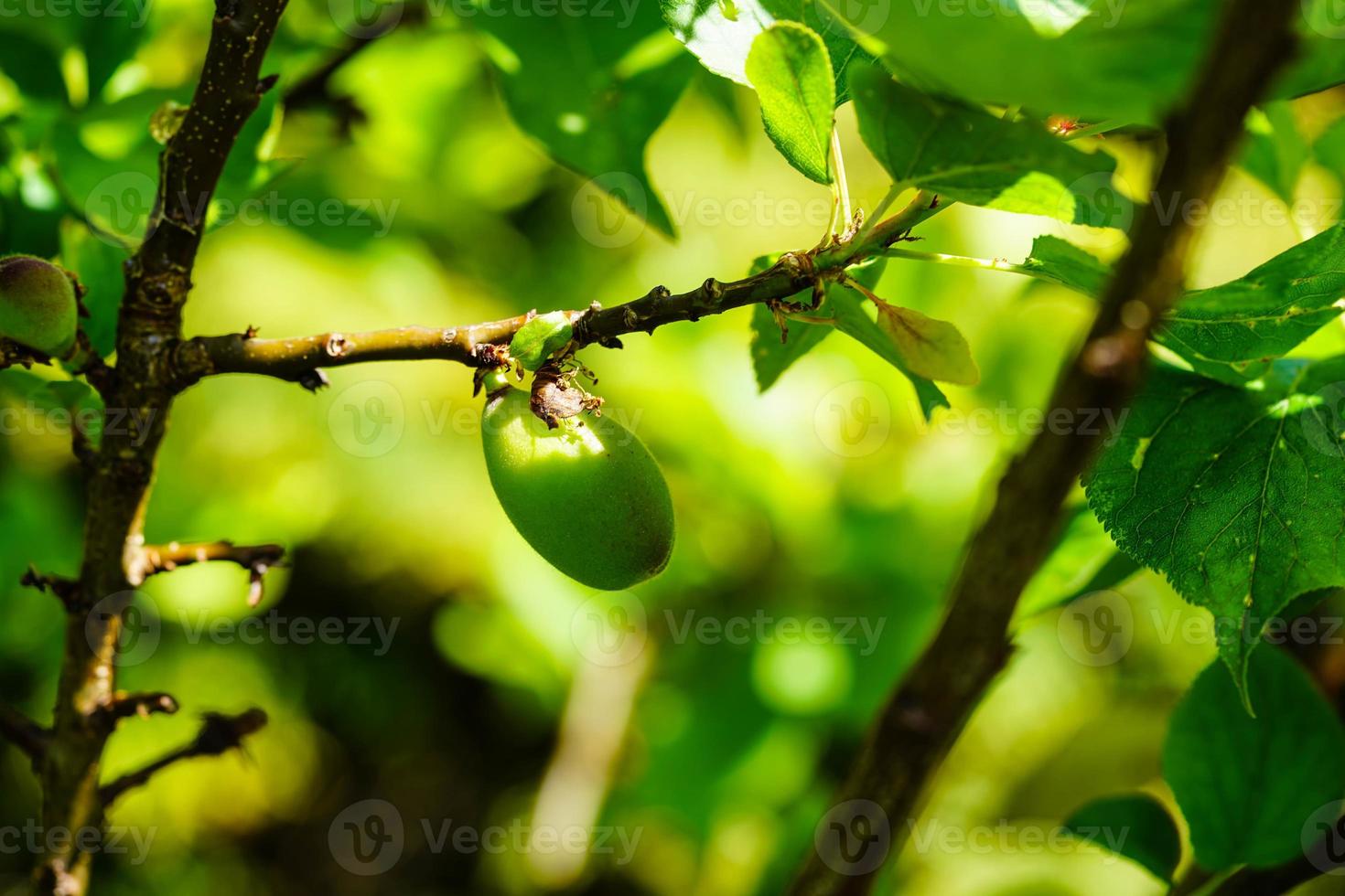 Apricot Prunus armeniaca in the old land next to Hamburg photo