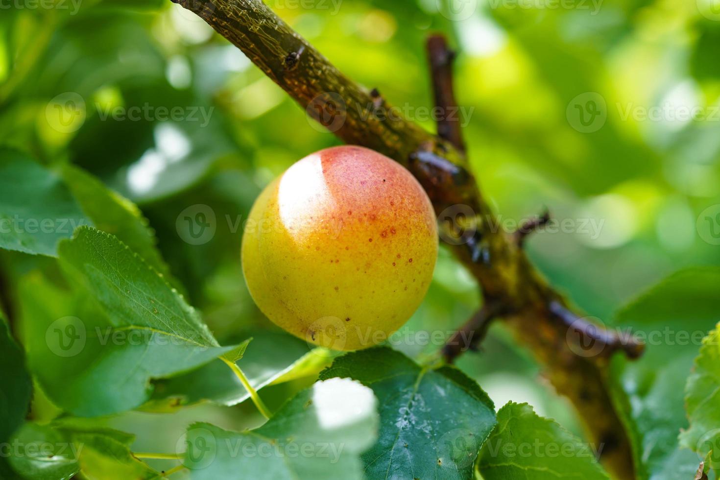 Apricot Prunus armeniaca in the old land next to Hamburg photo