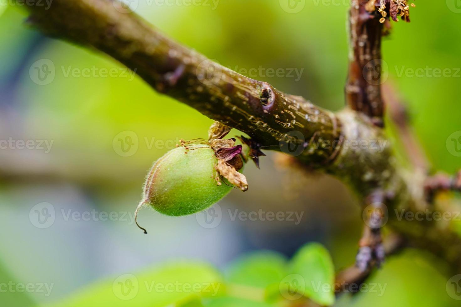 albaricoque prunus armeniaca en la antigua tierra junto a hamburgo foto