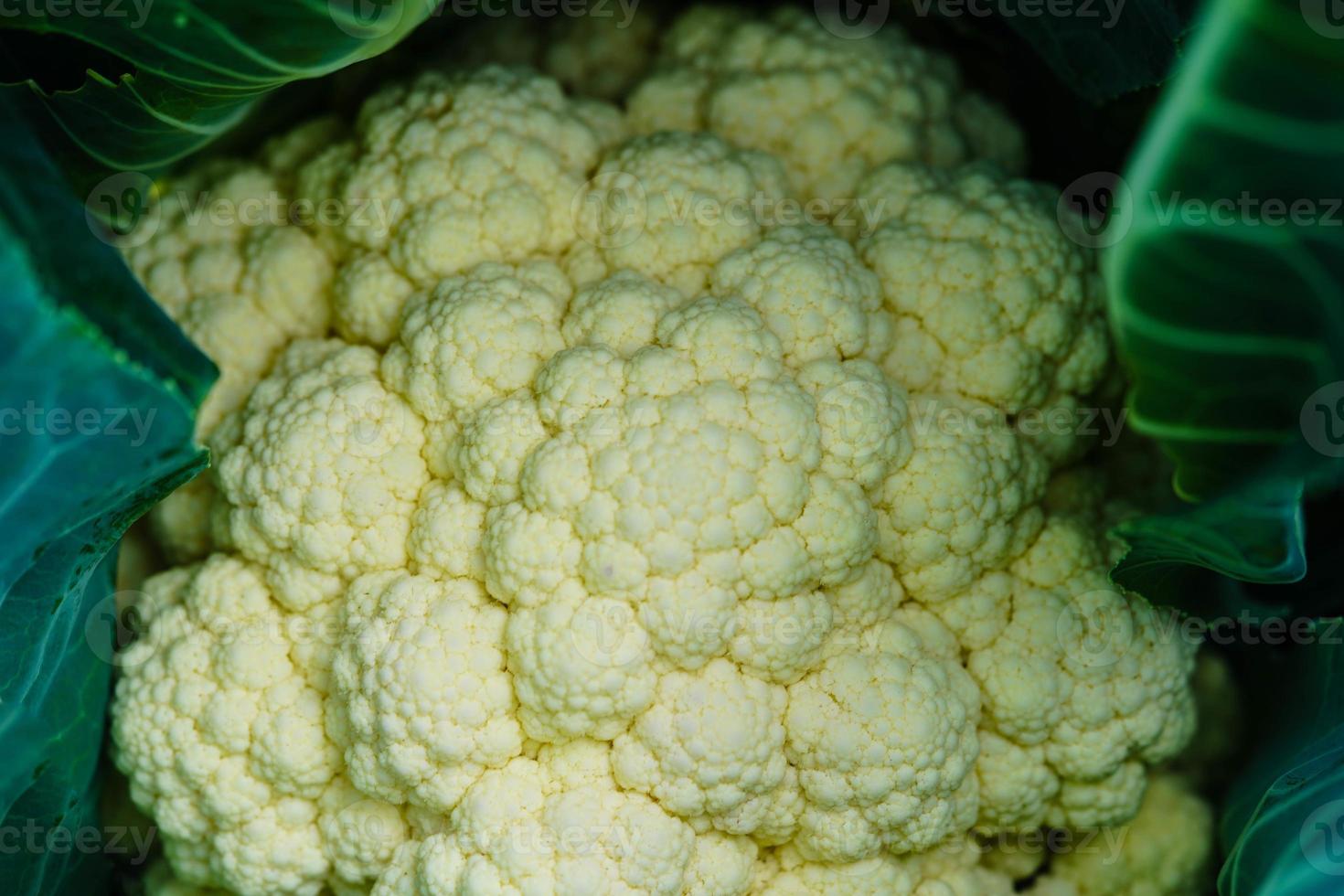 white cauliflower Brassica oleracea a healthy vegetable freshly harvested in the old Land next to Hamburg photo