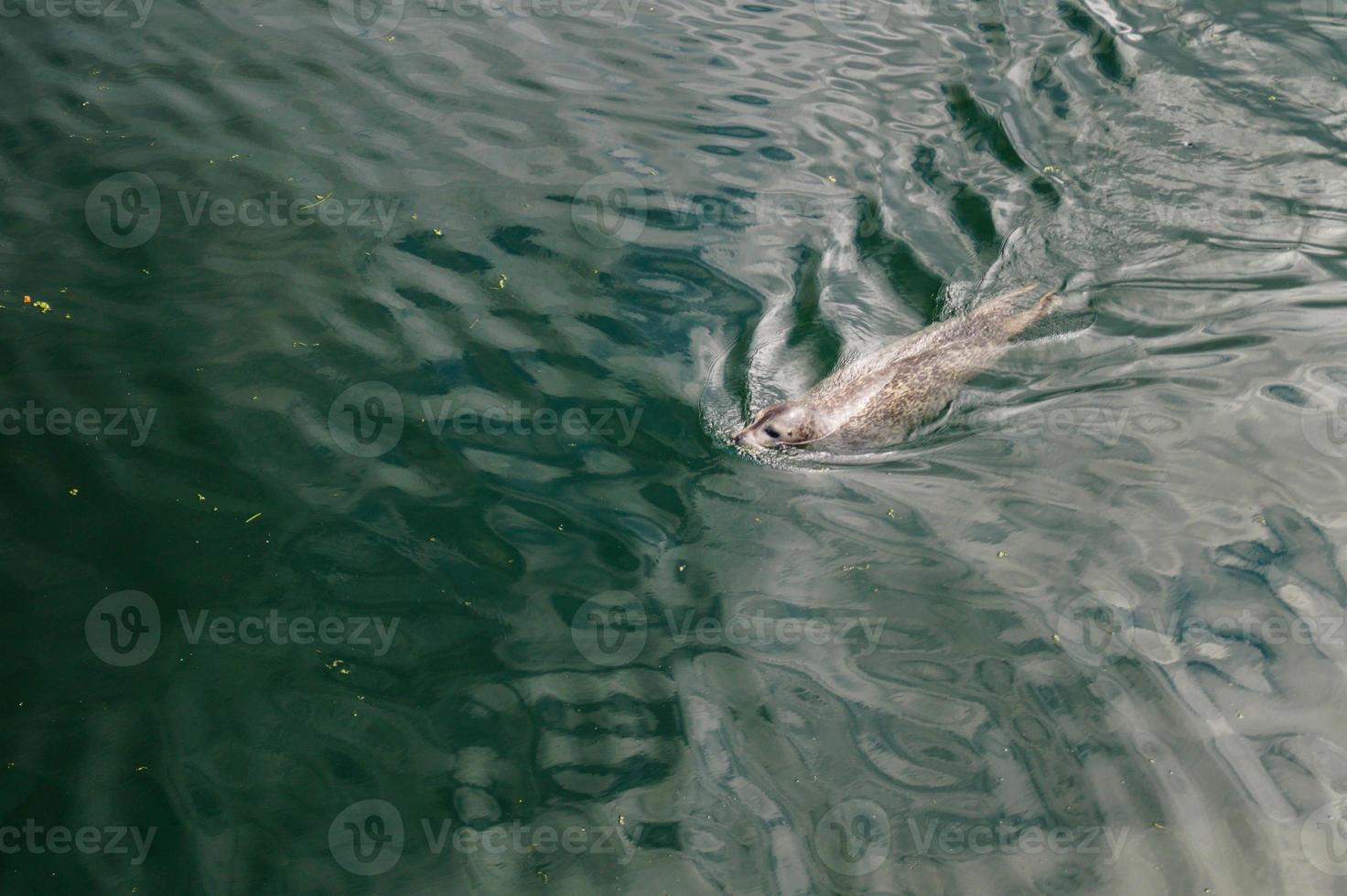 wild Gray seals Halichoerus grypus on the German North Sea coast photo