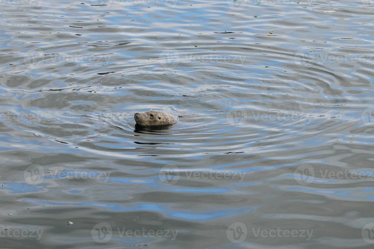 wild Gray seals Halichoerus grypus on the German North Sea coast photo