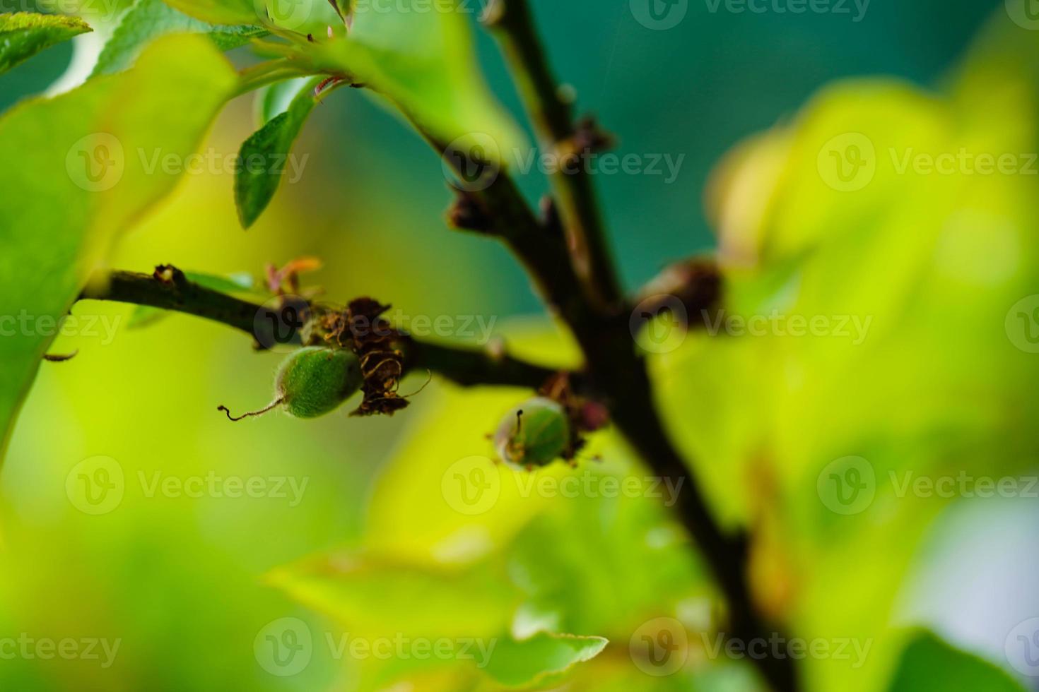 Apricot Prunus armeniaca in the old land next to Hamburg photo