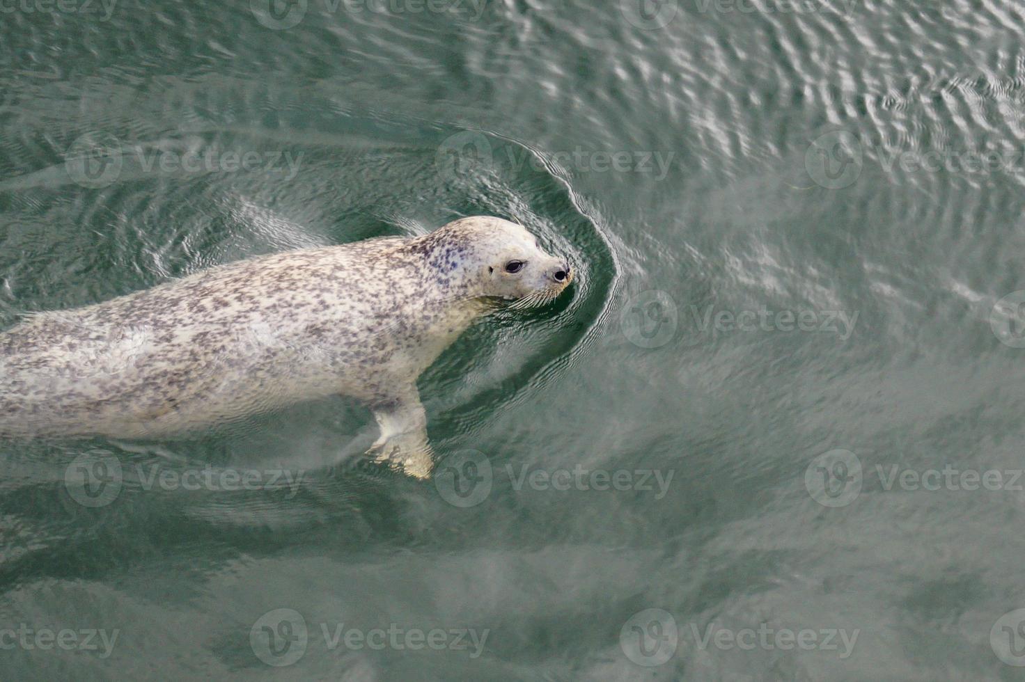 wild Gray seals Halichoerus grypus on the German North Sea coast photo