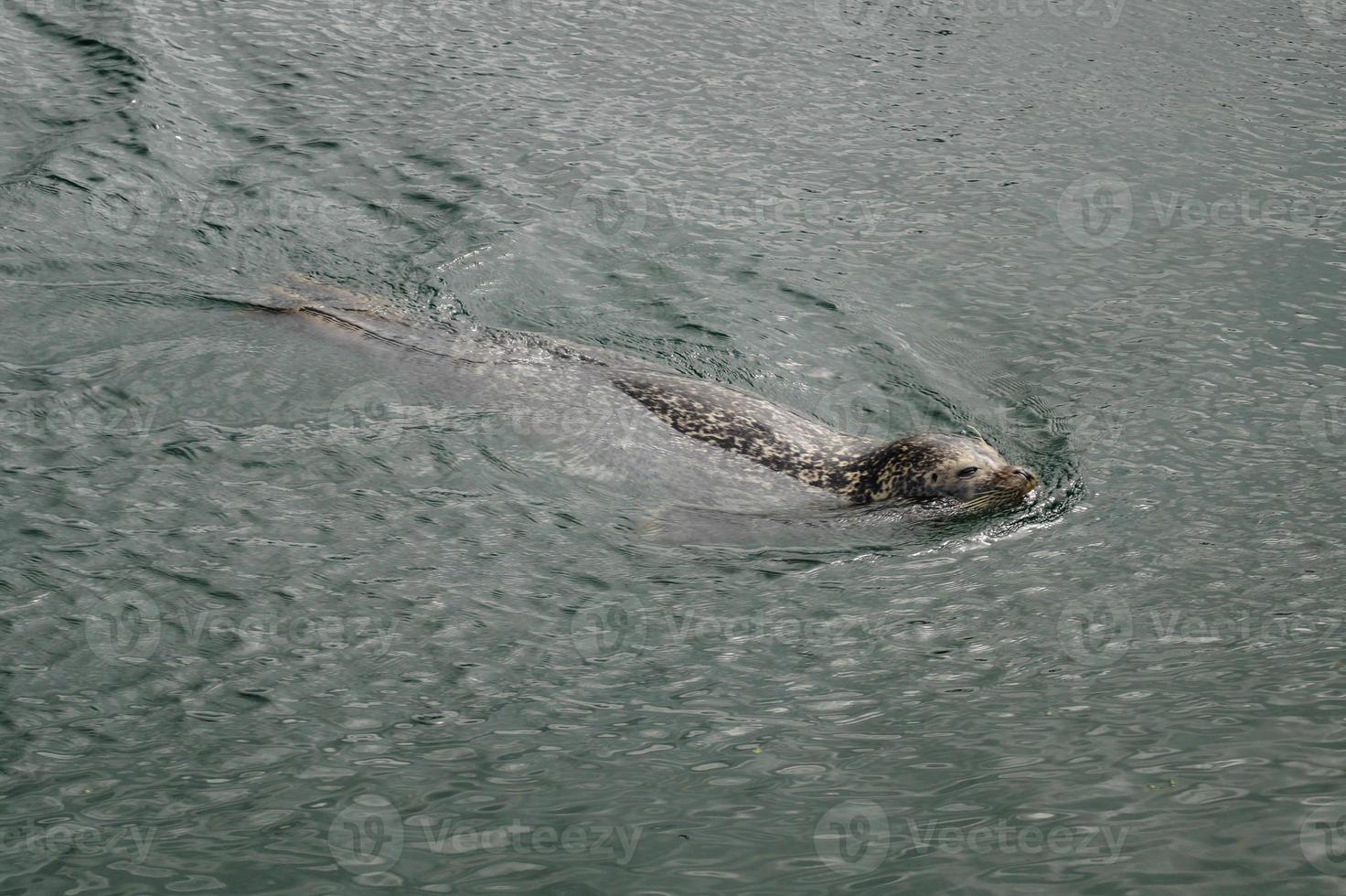 focas grises salvajes halichoerus grypus en la costa alemana del mar del norte foto