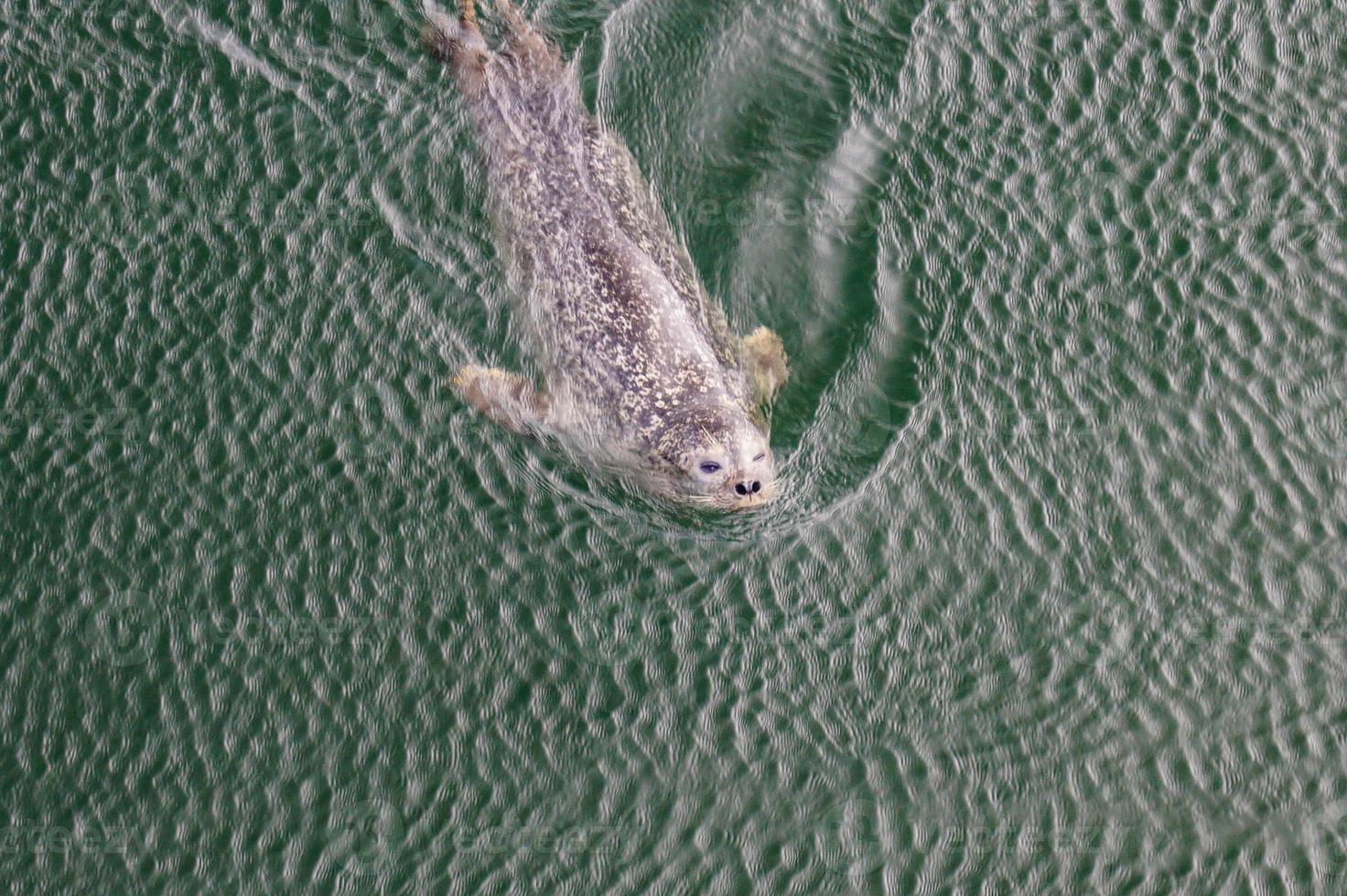 wild Gray seals Halichoerus grypus on the German North Sea coast photo