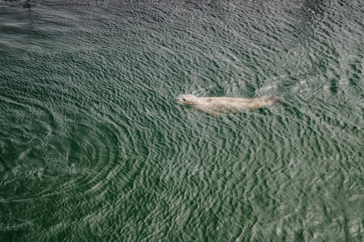 wild Gray seals Halichoerus grypus on the German North Sea coast photo